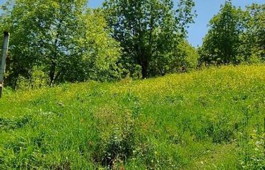 زمین با کاربری باغی
