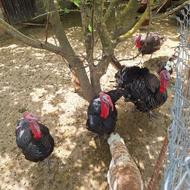 بوقلمون گوشتی و غاز گوشتی