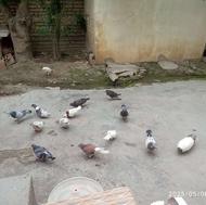 انواع کبوتر