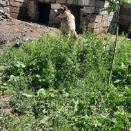 واگذاری سگ نگهبان درجه 1