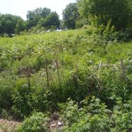 فروش 800متر زمین در دودانگه (خوش نشان)