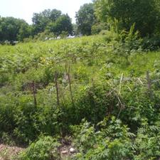 فروش 800متر زمین در دودانگه (خوش نشان)