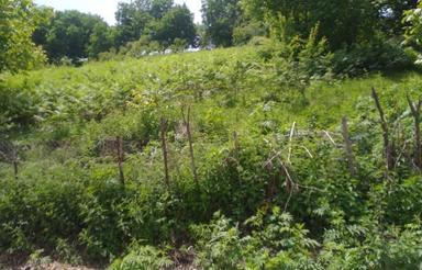 فروش 800متر زمین در دودانگه (خوش نشان)