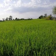 فروش زمین کشاورزی 5090 متر در زرین آباد سفلی