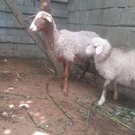 گوسفند ماده همراه با بره