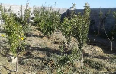 باغ چهاردیواری سمت باغ ابریشم