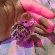 جوجه کبک 5 روزه