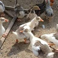 فروش 5 عدد جوجه غاز دوماهه