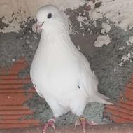کبوتر پرشی