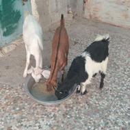 فروش سه عدد کیس چاق وخوشگل