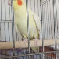 عروس هلندی نروماده آماده مست