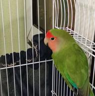 طوطی کوتوله برزیلی
