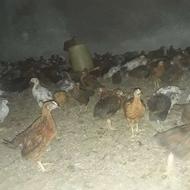جوجه محلی 2ماهه