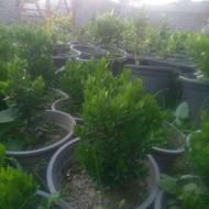 فروش گل وگیاه