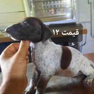 واگذاری توله سگ شکاری