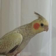 عروس هلندی دستی