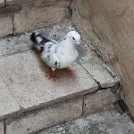 کبوتر بسیار خوشگل