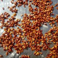 قاتل فشار خون در نطنز