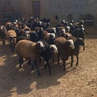 فروش بره ماده ونر