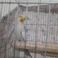 عروس هلندی نر