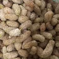 توت سفیدابدار.