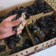 جوجه بلک استار عمده و خرده(مقاومت و تخمگذاری بسیار بالا)