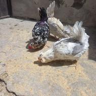 مرغ و خروس و جوجه گلین پنگونی