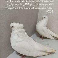 کفتر یا کبوتر پرشی