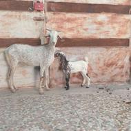 فروش یک عدد بزکهردار جوان وخوشگل