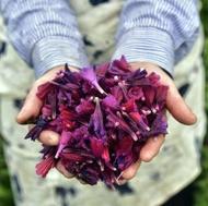 فروش گل گاو زبان تازه چین
