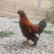 مرغ سلطان بومی جوان