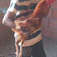 خروس لاری روستای سیداباد نیلی