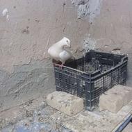 طوقی کاکلی ماده