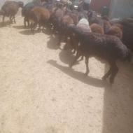 گوسفند چاق درجه یک نر و ماده