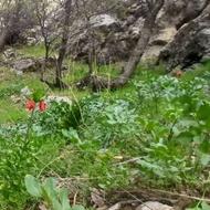 رنت خودرو دربستی تیگو 7 پرو تمیز