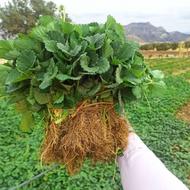 نشای توت فرنگی در قروه