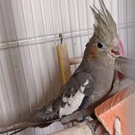 عروس هلندی نر2 ماهه