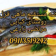 فروش ماهی قزل‌آلا