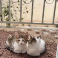 واگذاری دو تا بچه گربه خونگی