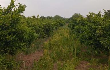 باغ نارنگی ژاپنی