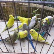 فروش عروس هلندی و مرغ عشق