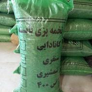 تخمه فروشی بایسته