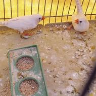 فنج نروماده