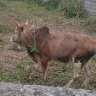 گوساله ای نر