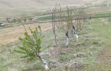 دوهزار چهارصد متر باغ با درختان 8ساله با صند منگوله دار