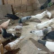 تعدادی کبوتر پنجاه. عدد به فروش میرود