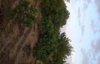 600 متر باغ واقع در دستجرد روستای سفت