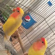مرغ عشق فنچ کوتوله عروس هلندی