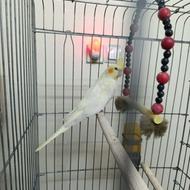 نر و ماده عروس هلندی