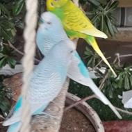 گله مرغ عشق مولد